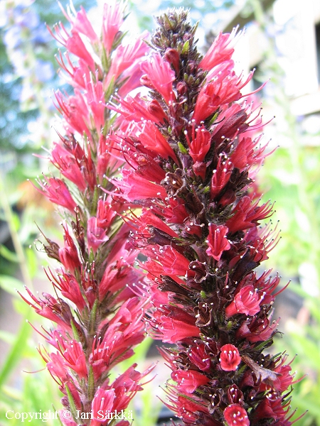 Echium russicum, soihtuneidonkieli